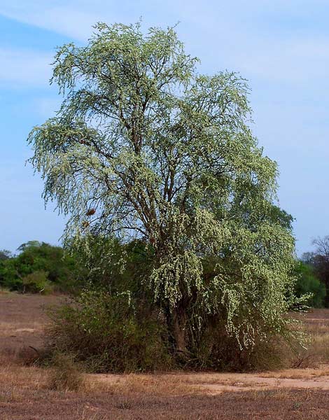 Drzewo Palo Santo B. sarmientoi