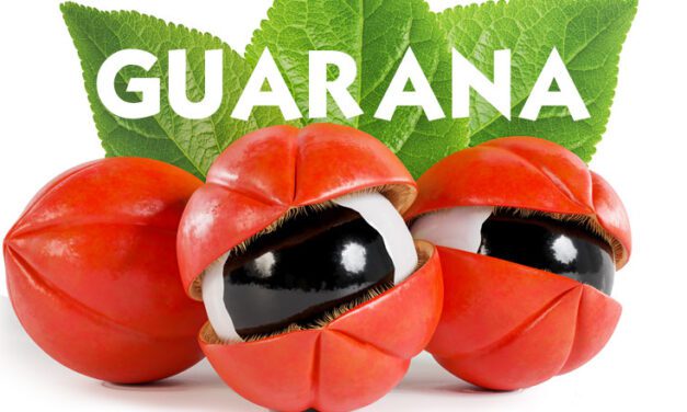 Guarana, owoc, który się na nas gapi
